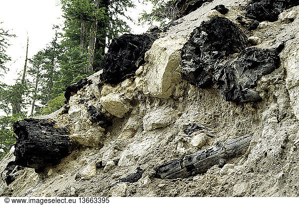 A tree trunk that was carbonized and preserved in a volcanic pyroclastic flow approximately 2350 years before present at Meager Creek  British Columbia  Canada. The Mount Meager Volcanic eruption is the most recent in Canada.