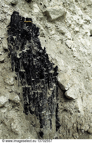 A tree trunk that was carbonized and preserved in a volcanic pyroclastic flow approximately 2350 years before present at Meager Creek  British Columbia  Canada. The Mount Meager Volcanic eruption is the most recent in Canada.