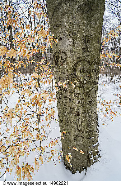 A tree with hearts and names inscribed into the bark; Ontario  Canada