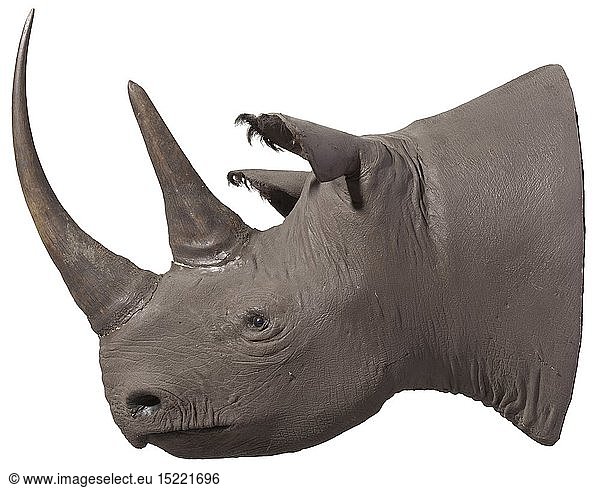 A trophy of a black rhinoceros  Kenya  1969. Excellently taxidermied head of a magnificent black rhinoceros (Diceros bicornis) with a superb pair of horns. The horns in untreated condition  slightly cracked around the base. Head with lifelike glass eyes and hair  a small fissure at the left nostril. Length of head 80 cm  length of horns (along the external curve) 59 cm (horn at front) and 31 cm (horn at back)  diameter of horn bases 14.5 cm (horn at front) and 14.8 cm (horn at back)  perimeter of horn bases 46 cm (horn at front) and 41 cm (horn at back). We are unable to give any details on the weight of the horn pair  as they are firmly attached to the head. CITES documents available. historic  historical  hunt  hunts  hunting  utensil  piece of equipment  utensils  trophies  object  objects  stills  clipping  clippings  cut out  cut-out  cut-outs  20th century