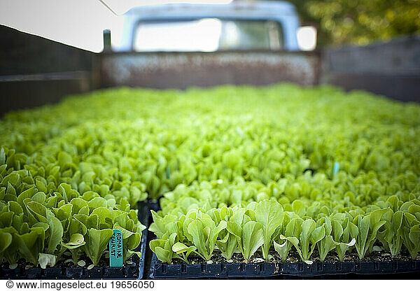 A truck of baby lettuce