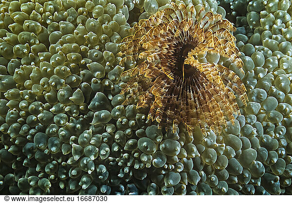A tubeworm in bubble coral  Madagascar.