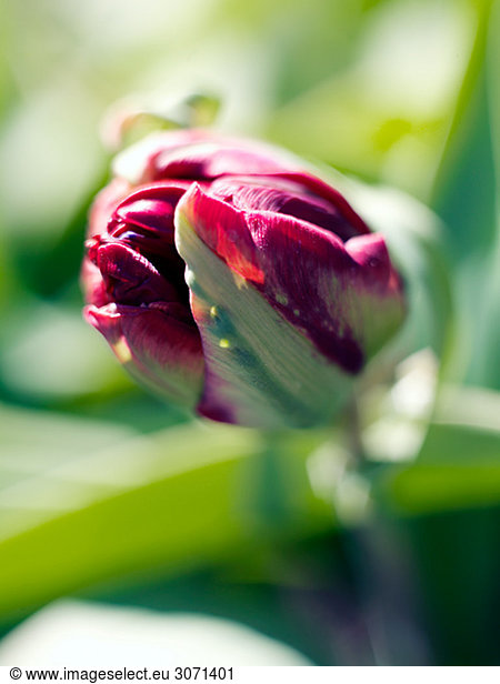 A tulip close-up Sweden