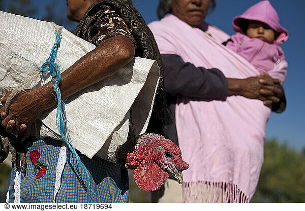 A turkey is brought to a small animal market outside of Oaxaca  Mexico.