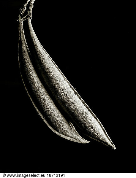 A twin seedpod from a cross-vine (Bignonia Capreolata L.) plant is lit to show off the beautiful natural form.