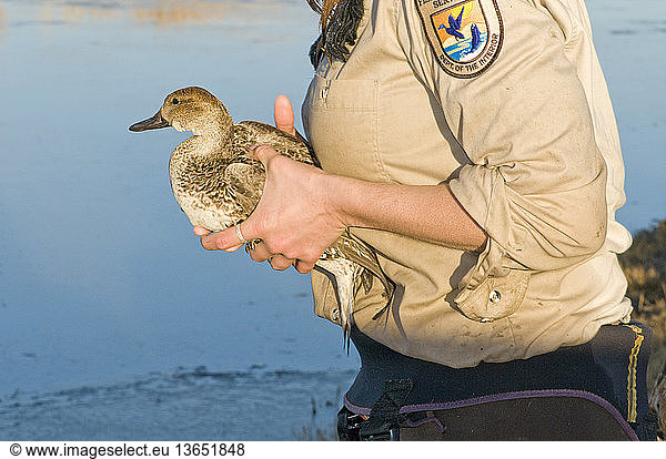 A U.S. Fish and Wildlife Service researcher releases a banded female pintail duck (Anas acuta); Bosque del Apache National Wildlife Refuge  New Mexico.