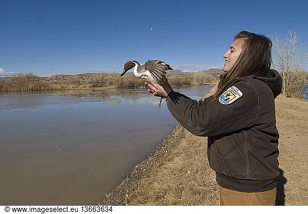 A U.S. Fish and Wildlife Service researcher releases a banded pintail duck (Anas acuta); Bosque del Apache National Wildlife Refuge  New Mexico.