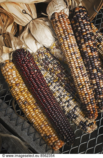 A variety of Indian corn cobs  with different natural colours and patterns. Maize.