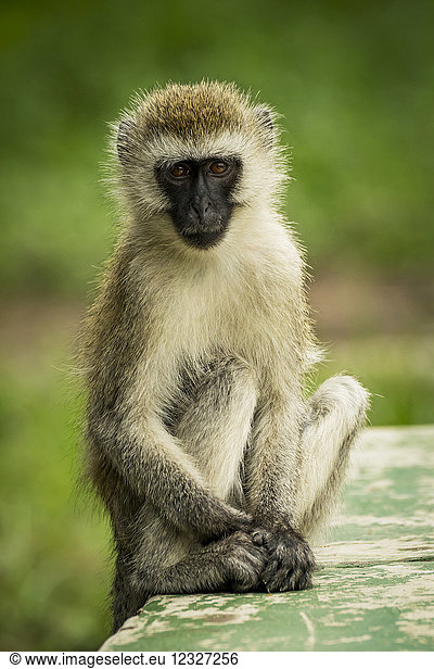 A vervet monkey (Chlorocebus pygerythrus) sits on a green painted wall looking at the camera with it's hands resting at it's feet. It has brown eyes  a black face and brown and black fur. Taken in Tarangire National Park; Tanzania