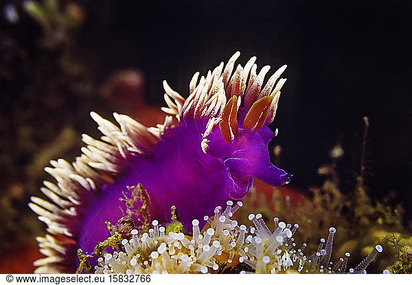 A very pale Spanish Shawl Nudibranch on a coynactis anemone  Chan Isl