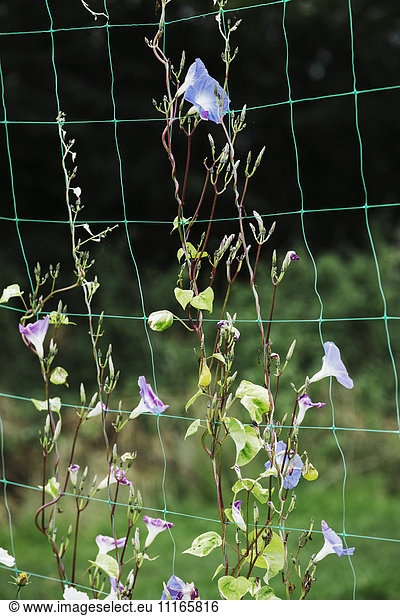 A vine  convolvulus flowers growing on green garden netting.