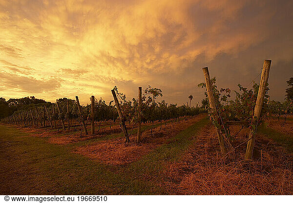 A vineyard at sunset in Uruguay.