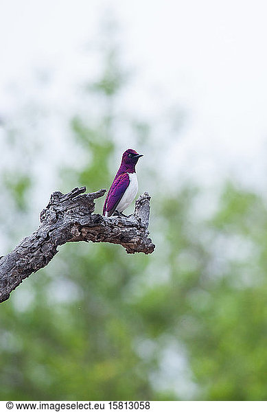 A violet-backed starling  Cinnyricinclus leucogaster  perches on a branch  greenery in background