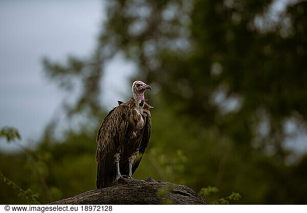 A Vulture  Necrosyrtes monachus  perches on a branch.