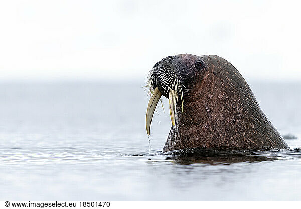 A walrus with beautiful tusks holds his head out of the water.