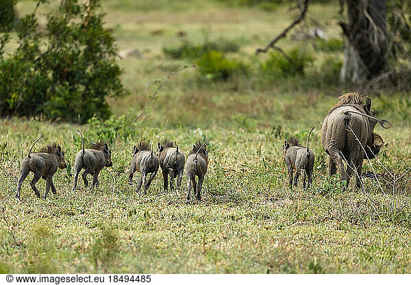 A warthog  Phacochoerus  and piglets running through grass.