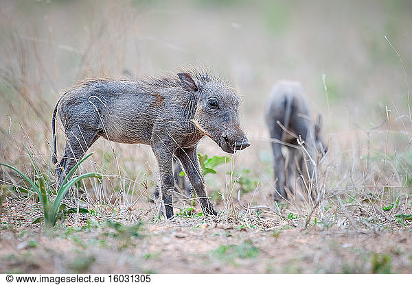 A warthog piglet  Phacochoerus africanus  stands in short grass  ears back
