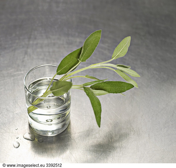 A water glass with a sprig of sage in it