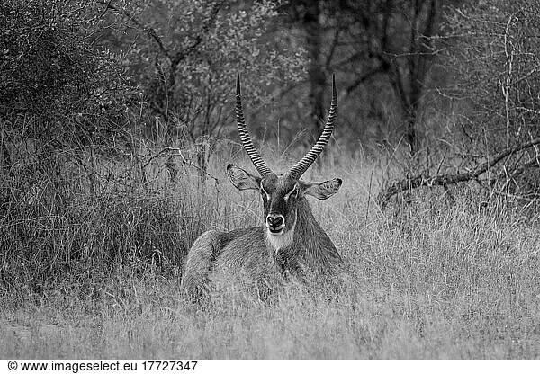 A waterbuck  Kobus ellipsiprymnus  sits in tall grass  direct gaze  in black and white