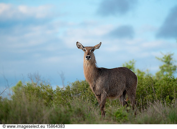 A waterbuck  Kobus ellipsiprymnus  stands against a blue sky background  direct gaze