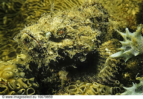 A well camouflaged scorpion fish rests on coral in Madagascar.