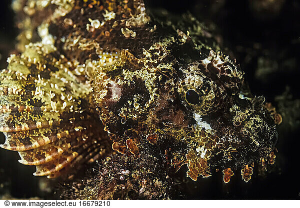 A well camouflaged scorpion fish rests on coral in Madagascar