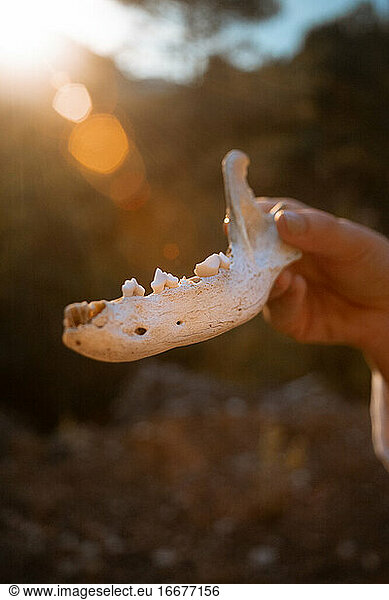 A well preserved animal jaw