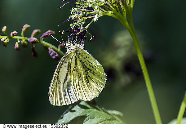A Western White Butterfly (Lepidoptera) feeds on waterleaf (Hydrophylloideae) at Saddle Mountain; Elsie  Oregon  United States of America