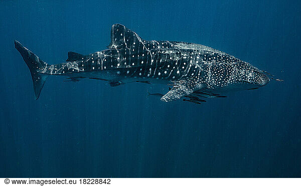 a whale shark - the largest fish in the world - in Thailand