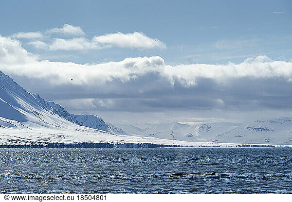 a whale swims with the mountains of Spitsbergen in the background