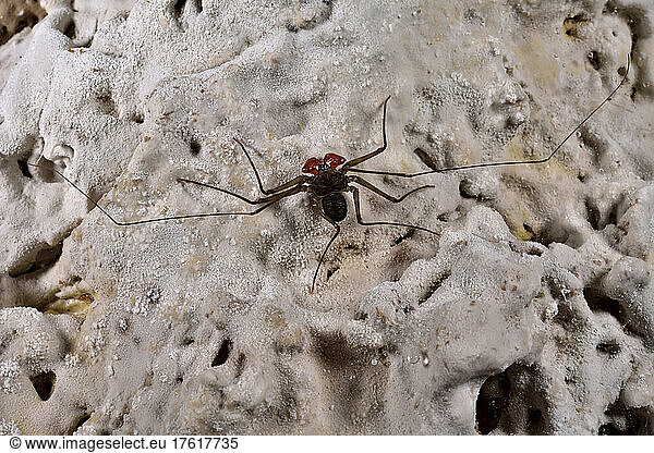 A whip scorpion found on a wall coated in sulphur deposit inside Cueva de Villa Luz.; Tabasco State  Mexico.