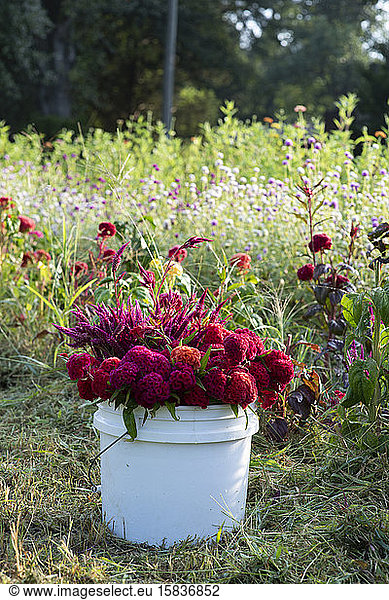 A white bucket of colorful flowers sits in a flower field
