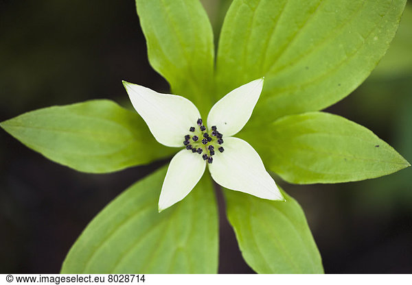 A white bunchberry (cornus canadensis) flower shows symmetry British columbia canada