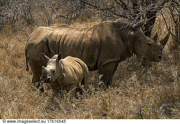 A white rhino and her calf in the African bush.
