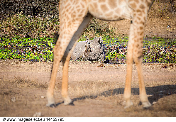 A white rhino  Ceratotherium simum  lies in a water pan in the background and is framed by the legs of a giraffe in the foreground  Giraffa camelopardalis