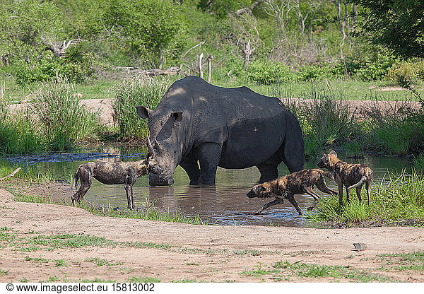 A white rhino  Ceratotherium simum  stands in a waterhole while wild dogs  Lycaon pictus  play beside it