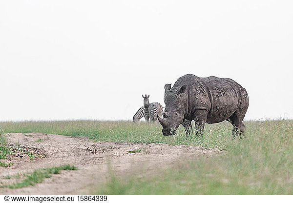 A white rhino  Ceratotherium simum  walks across a clearing with zebra in the background  Equus quagga