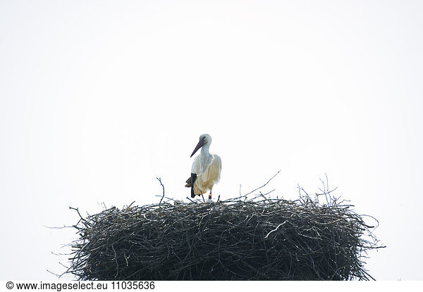 A white stork in the nest  Skane  Sweden.