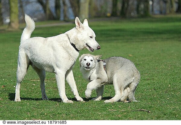 A White Swiss Shepherd domestic dog (canis lupus familiaris) and a young Alaskan Malamute  puppy 15 weeks old  play together  FCI Standard No. 347 and No. 243  a White Swiss Shepherd Dog and a young Alaskan Malamute  puppy 15 weeks old  play together