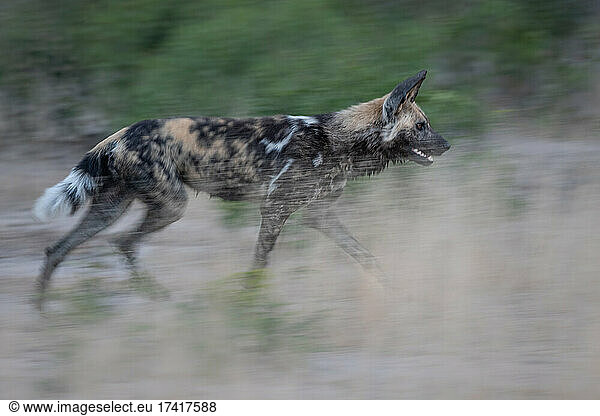 A wild dog  Lycaon pictus  runs through grass  motion blur