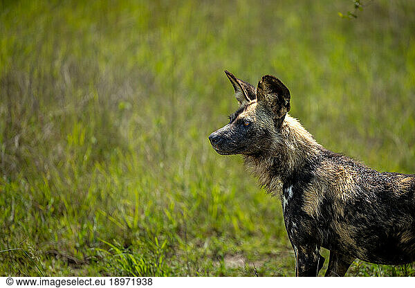 A wild dog  Lycaon pictus  standing in the grass.