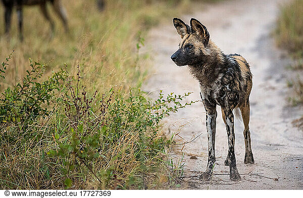 A wild dog  Lycaon pictus  stands on a dirt track  looking out of frame.