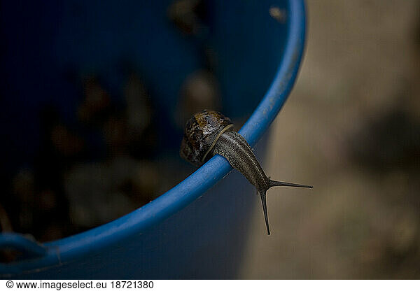 A wild snail crawls out of a bucket in Prado del Rey  Cadiz province  Andalusia  Spain.