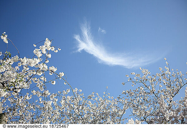 A wisp of a cloud floats in the sky behind cherry blossoms at dusk on the Cherry trees in Washington DC in spring.