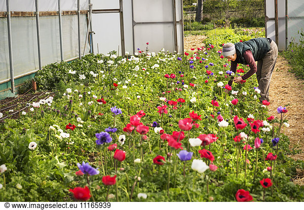 A woman bending and cutting fresh organic flowers in a polytunnel with flowering red  purple and white flowers.