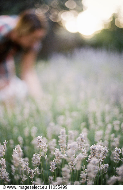 A woman bending by a flowerbed of flowering lavender.