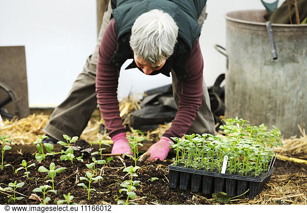 A woman bending planting seedling in an organic flower nursery.