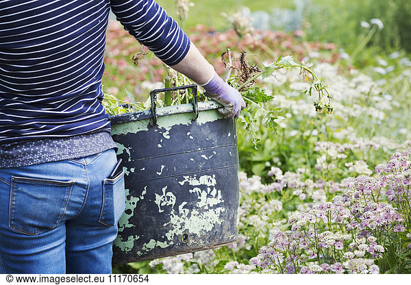 A woman carrying a large garden bucket through flowers in a flowering bed.