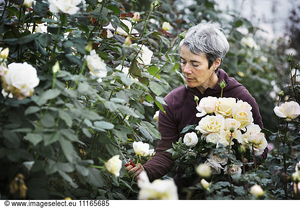 A woman cutting flowers in an organic commercial plant nursery flower garden.