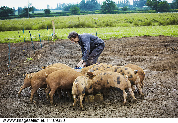 A woman filling a feeding trough for a group of pigs in a muddy field.